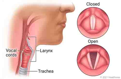 Diagram of Vocal Cords